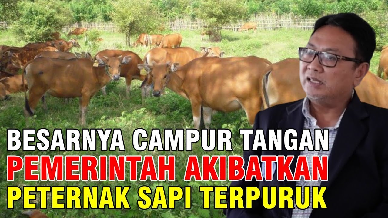 Besarnya Campur Tangan Pemerintah Akibatkan Peternak Sapi Terpuruk.jpg